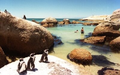 Cape Town’s Boulders Beach ranked second among world’s top 100 beaches