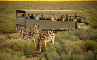 Uber now offers $200 safari experiences in South Africa